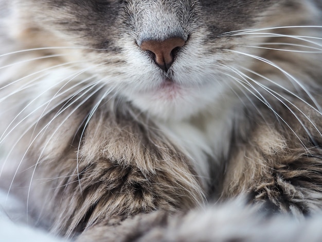 Belo retrato de um gato bonito, peludo e encantador