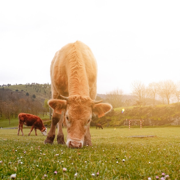 Belo retrato de vaca marrom na cena rural do prado