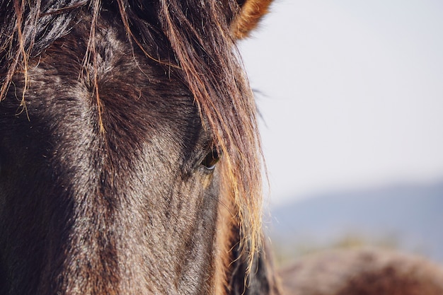 Belo retrato do cavalo preto na natureza