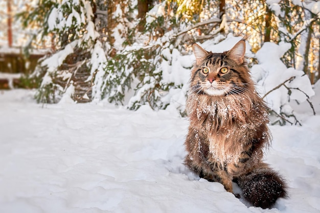 Belo retrato do gato Maine Coon no parque de inverno fundo de gelo nevado Fundo de inverno Copie o espaço