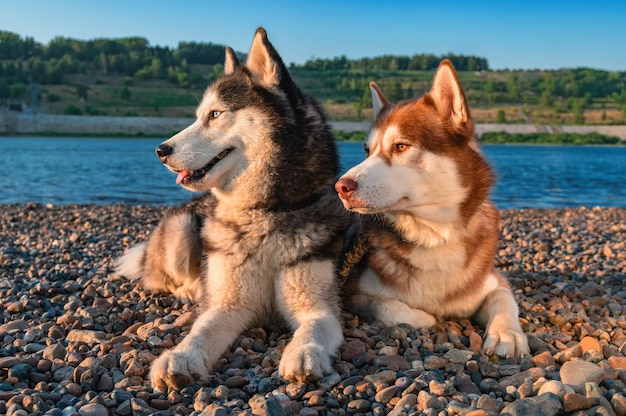Belo retrato dois cães husky para design de estilo de vida Natureza paisagem de verão Fundo do rio