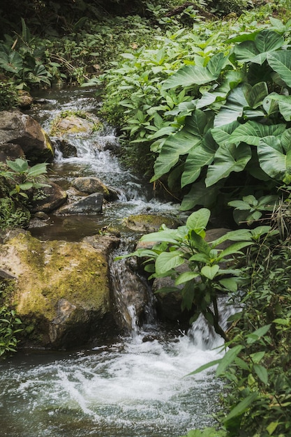 Belo rio fresco cercado por folhas verdes e rochas na montanha