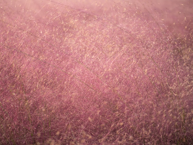 Belo rosa Muhly grama campo florescer como amor no outono na ilha de jeju