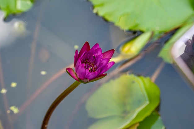 Belo roxo waterlily ou flor de lótus na lagoa