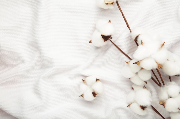 Belo tecido branco de ramo de algodão Textura de tecido de algodão natural Flores de algodão brancas delicadas Vista superior