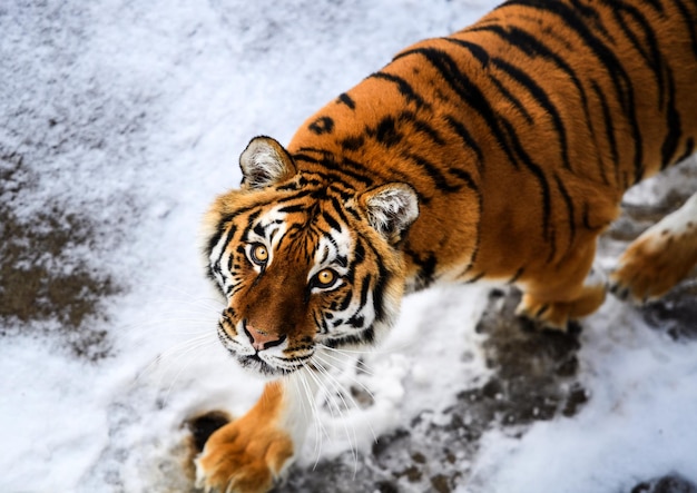 Belo tigre de Amur na neve Tigre na floresta de inverno