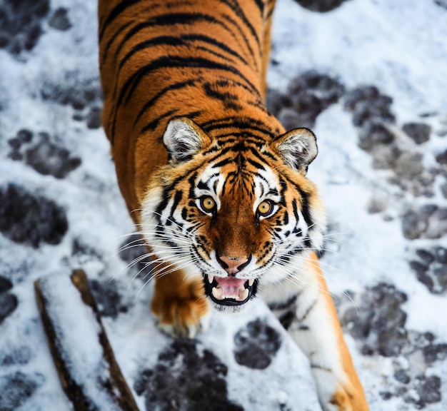 Belo tigre de Amur na neve Tigre na floresta de inverno