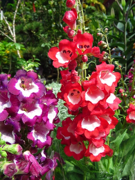 Belo tiro de flores penstemon vermelhas e roxas