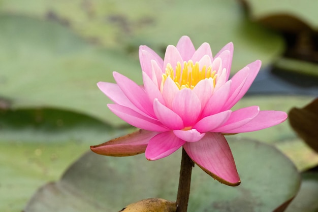 Belo tiro horizontal de uma flor de lótus florescente rosa com seu centro amarelo na primavera