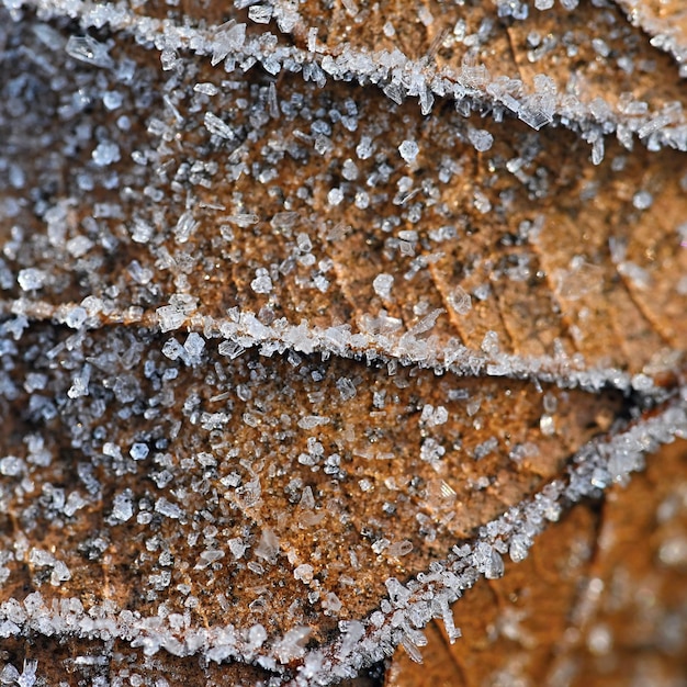 Belo tiro macro de folha congelada Fundo colorido da natureza