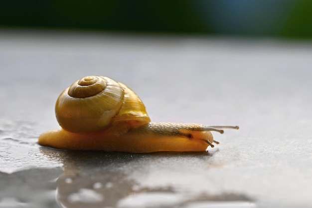 Foto belo tiro macro de um caracol com uma concha