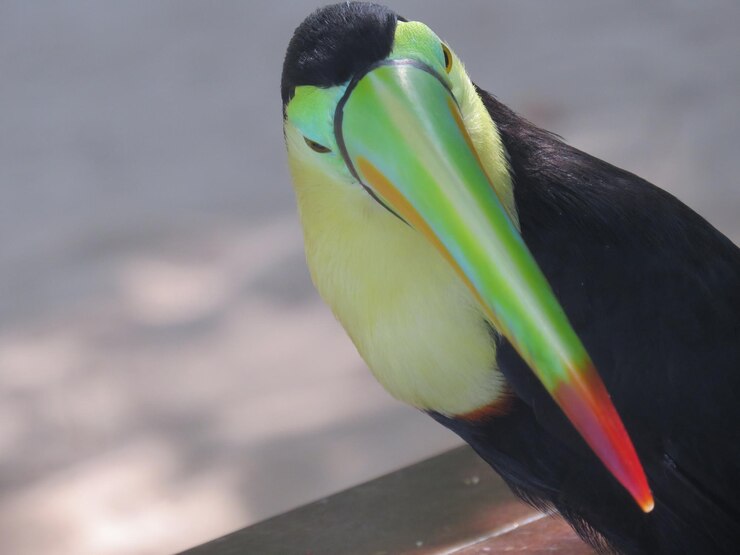 Foto belo tucano de bico de quilha