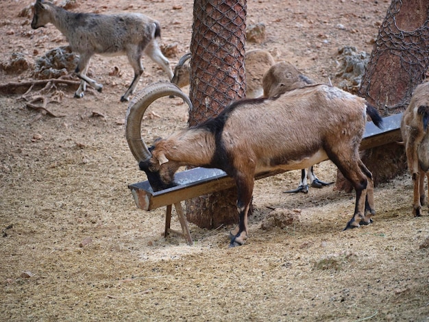 Belo veado em uma fazenda