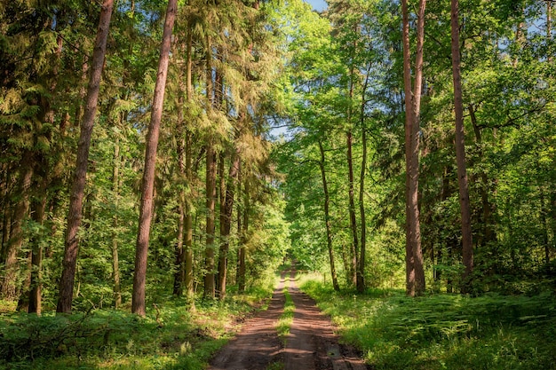 Belo verão na floresta na Polônia