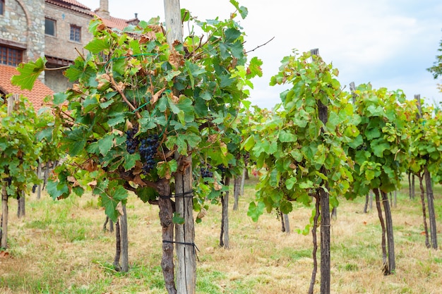 Belo vinhedo na região vinícola da Geórgia, Kakheti. Agricuture