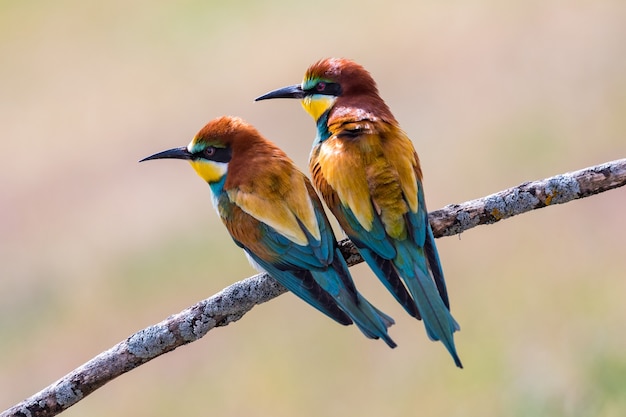 Belos abelharucos empoleirados em um galho no prado