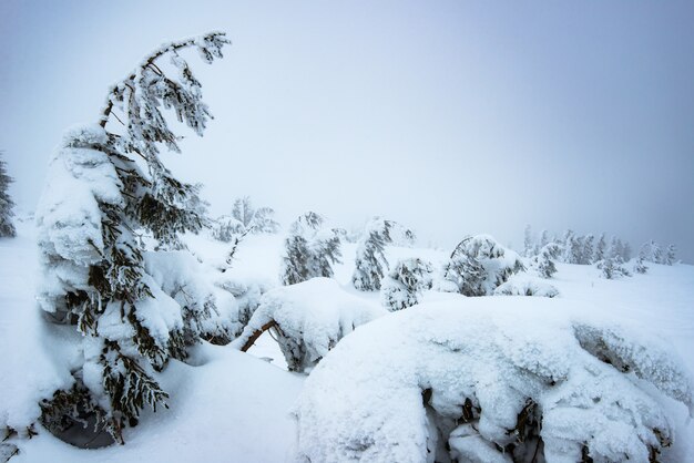 Belos abetos nevados inclinados pela gravidade no meio de uma colina montanhosa