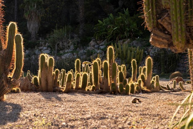 Foto belos arbustos de cactos jardim com cactos