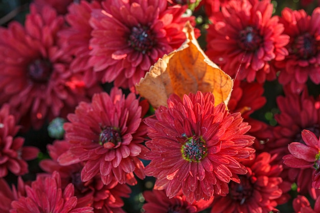 Belos arbustos de flores de crisântemo cores vermelhas