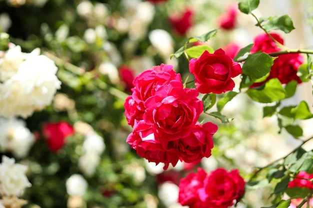 Belos arbustos de rosas brancas e vermelhas no jardim Foco seletivo Fundo floral Horário de verão