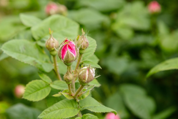 Belos arbustos de uma rosa escarlate florescendo