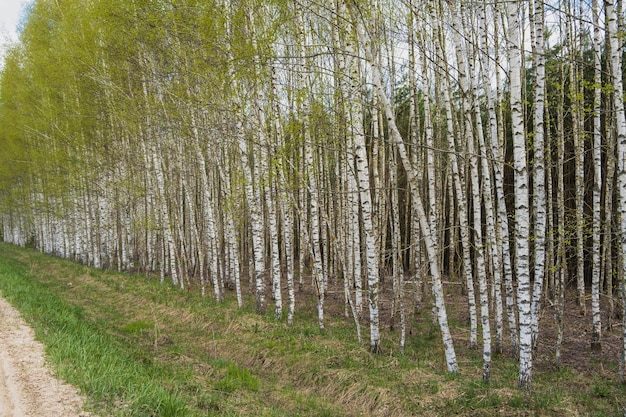 Foto belos bosques de bétulas alley com bétulas jovens