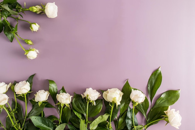 Belos botões de rosas brancas em um quadro de borda floral de fundo roxo vista superior copie o espaço para o seu texto