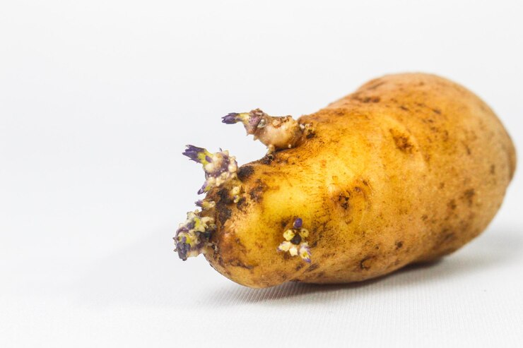 Foto belos brotos de batata em fundo branco