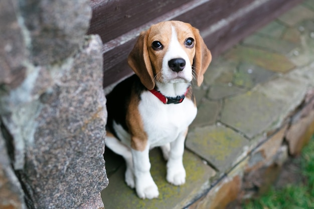 Belos cães beagle