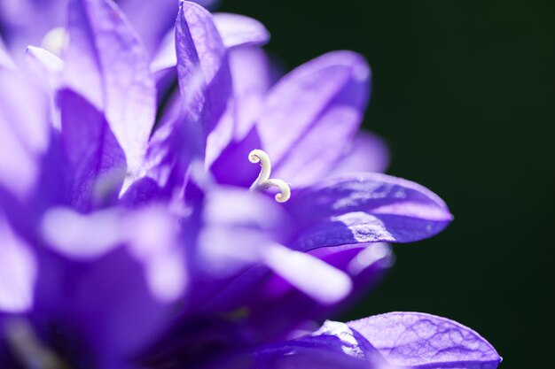 Belos campanários de violetas selvagens em uma floresta. Imagem macro, pequena profundidade de campo