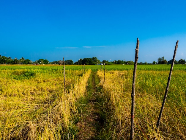 Belos campos de arroz dourado e verde