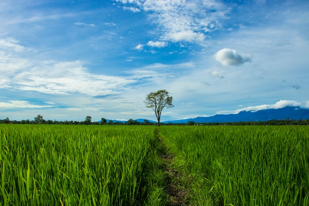 Belos campos de arroz no distrito de aceh besar, província de aceh