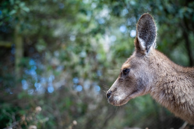 Belos cangurus pademelon e wallaby na selva australiana nas montanhas azuis nsw vida selvagem australiana em um parque nacional