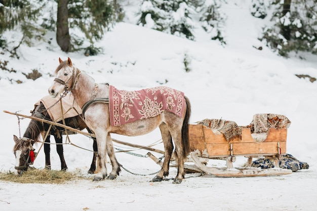 Belos cavalos e uma carroça rara ficam na floresta no inverno