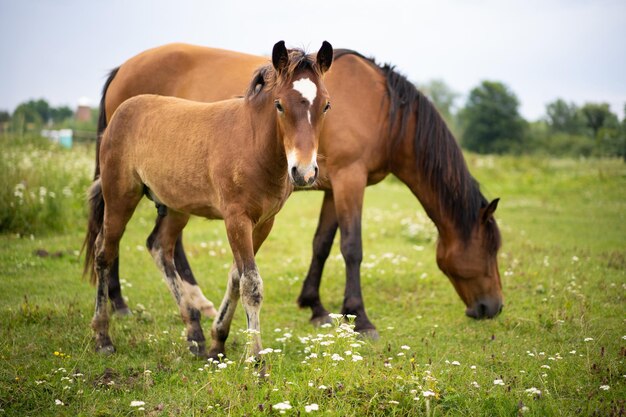 Belos cavalos pastam no pasto