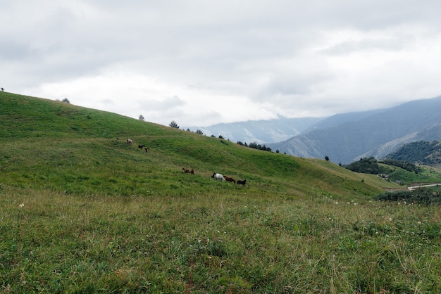 Belos cavalos selvagens pastam em pastagens verdes de grande altitude.