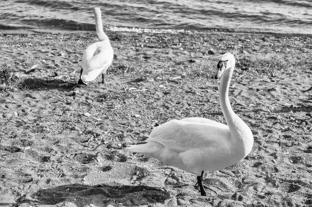 Belos cisnes brancos no lago Bracciano, Itália