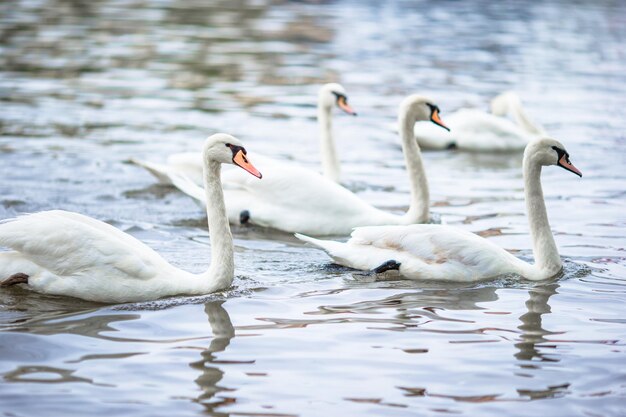 Belos cisnes no rio Vltava de Praga e a Ponte Carlos ao fundo Karluv Most e cisnes brancos