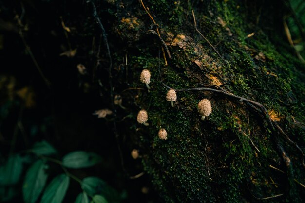 Belos close-ups de cogumelos da floresta A recolher cogumelos