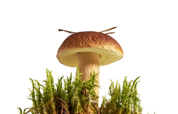 Foto belos cogumelos boletus em musgo isolados em fundo branco de estúdio