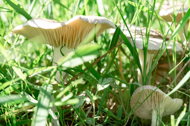 Belos cogumelos em um fundo de floresta de grama