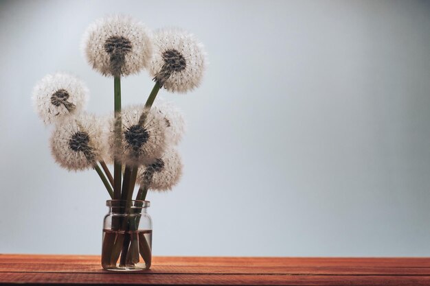 Belos Danelions em vaso de vidro em uma mesa de madeira vermelha e fundo cinza