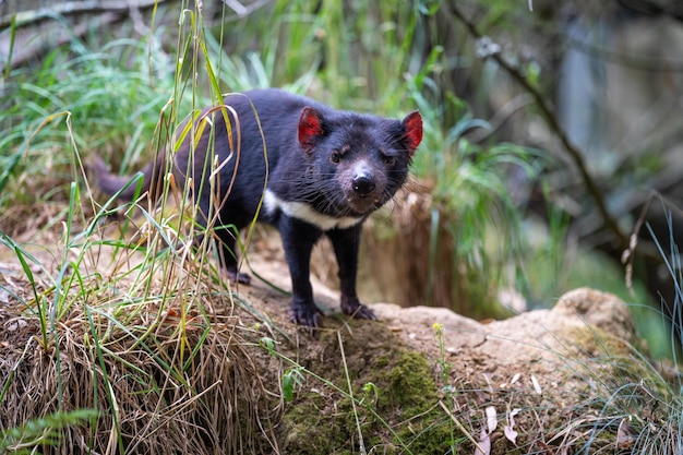 Foto belos demônios da tasmânia no mato da tasmãia vida selvagem australiana em um parque nacional na austrália na primavera