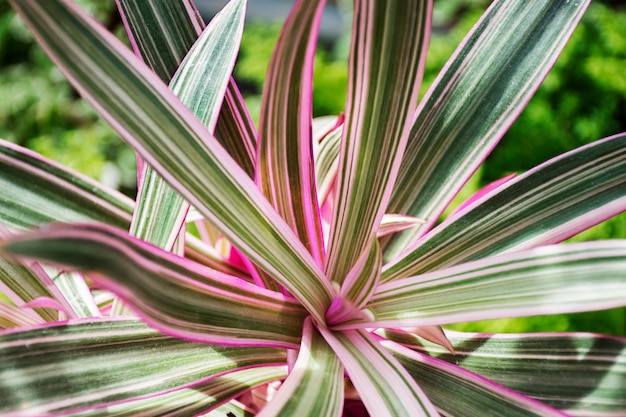 Foto belos detalhes de plantas bicolores