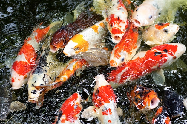 Belos e coloridos peixes koi nadando no lago do jardim.