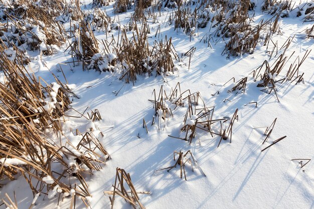 Belos fenômenos naturais da temporada de inverno, solo coberto e grama com uma espessa camada de neve após um ciclone com tempestades e quedas de neve, clima de inverno frio e gélido e montes de neve