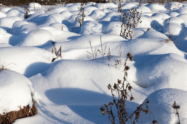 Belos fenômenos naturais da temporada de inverno, solo coberto e grama com uma espessa camada de neve após um ciclone com tempestades e quedas de neve, clima de inverno frio e gélido e montes de neve