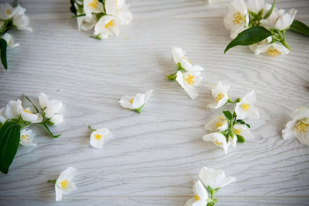 Belos fundos de madeira clara com flores de jasmim branco em flor