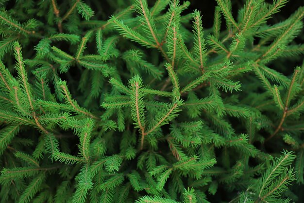 Belos galhos de árvore do abeto, closeup. Conceito de natal