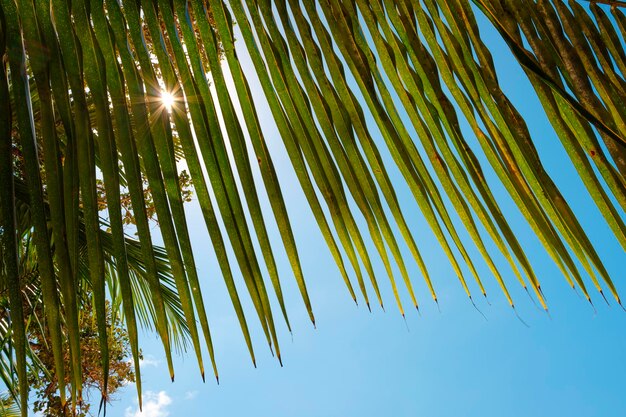 Belos galhos de palmeiras em céu azul e fundo de sol folha de palmeira tropical fundo de árvores de coco palmeiras de perspectiva